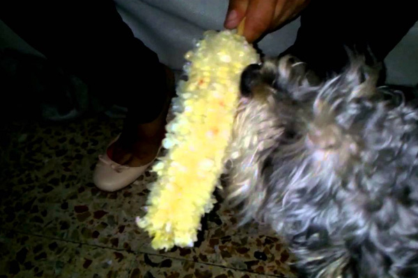 elote mordido