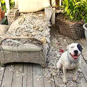 Llegas a tu casa después de un de un mal día y tu perrito te recibe con tu sillón destrozado