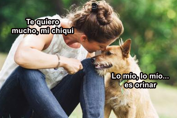 PERRITOS