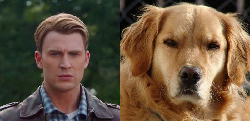 Chris Evans Golden Retriever