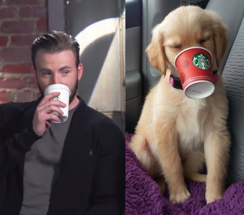 Chris Evans Golden Retriever