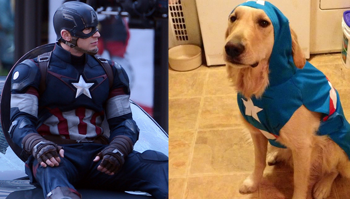 Chris Evans Golden Retriever