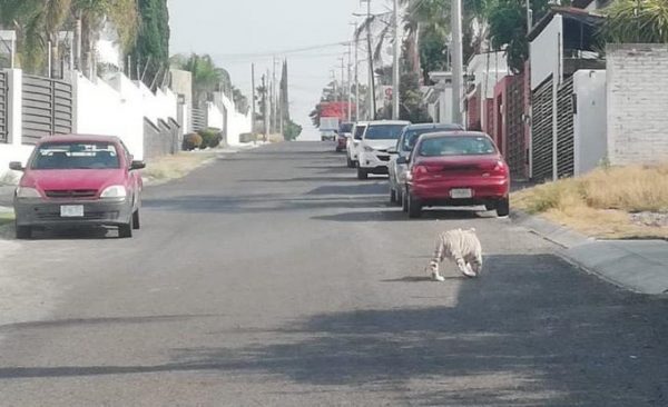 tigre blanco