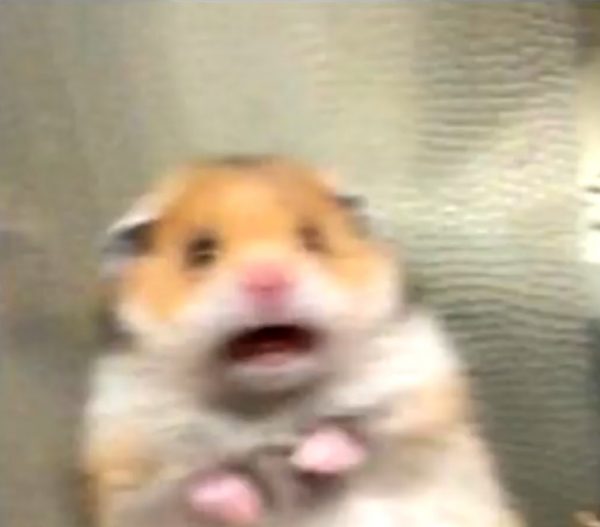 scared hamster meme