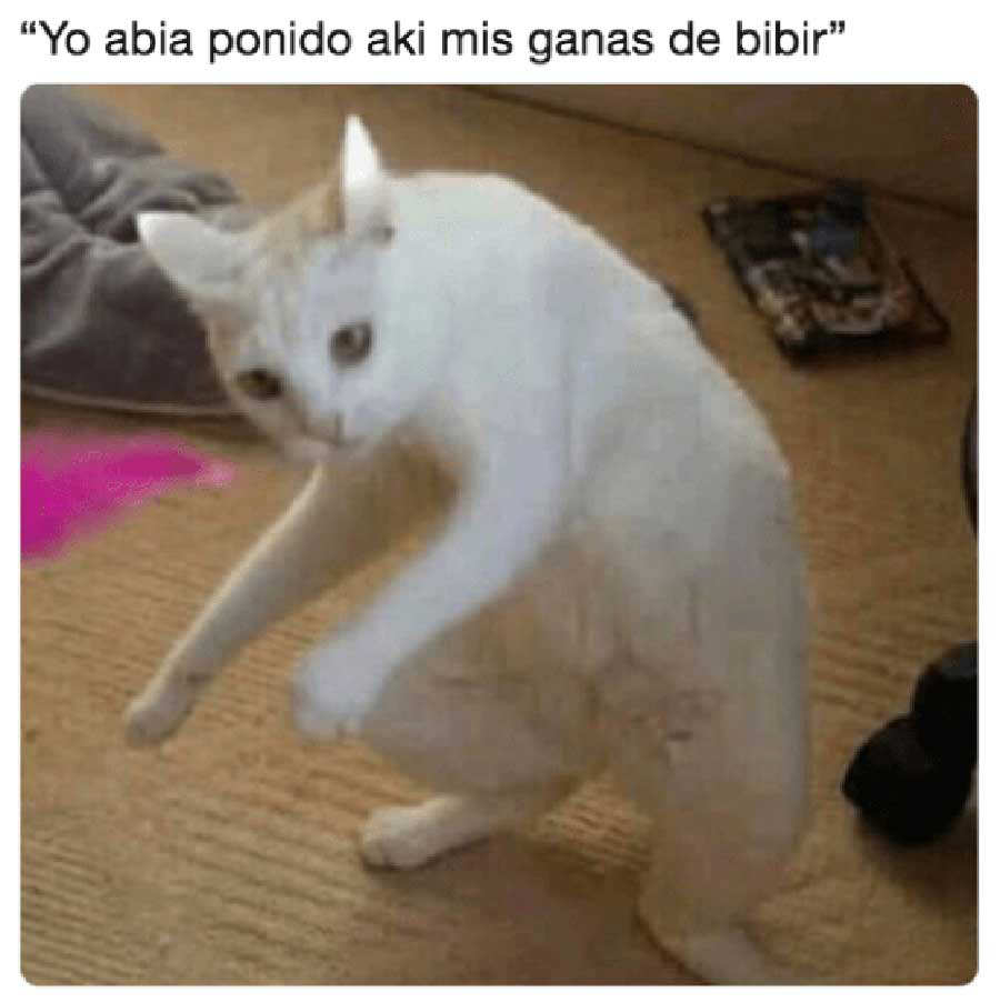 Memes-de-Gatos-020