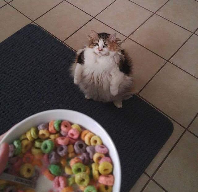 fruit loops gato meme// nota platillos