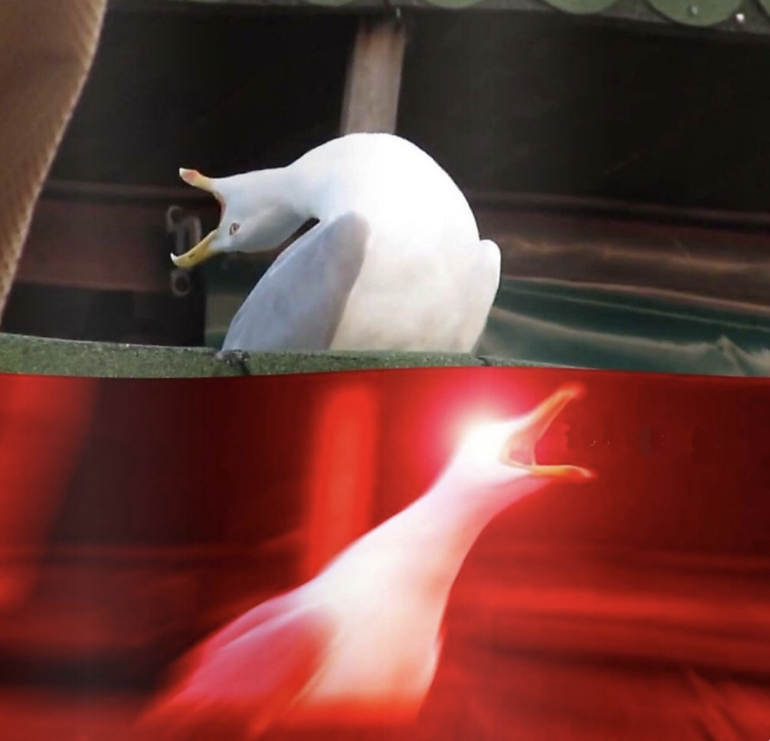 seagull meme