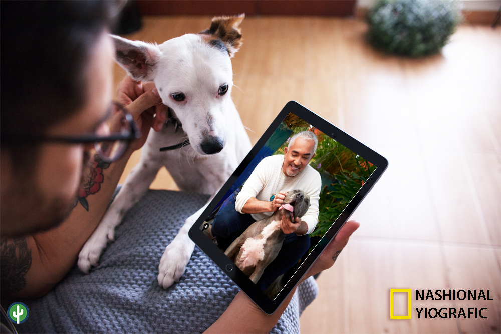 Meme Cesar Millan Encantador de Perros Clases Online