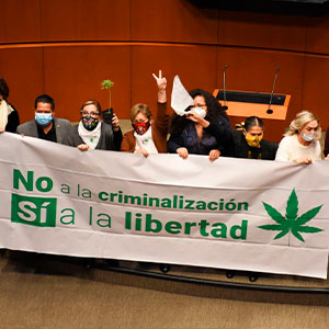 ¿Estás contento por la legalización que propuso el Senado?