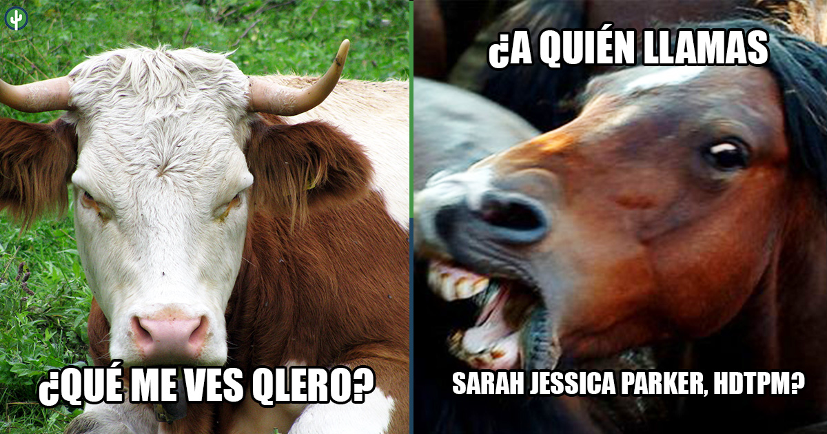 Tiburón Vacas Caballos meme