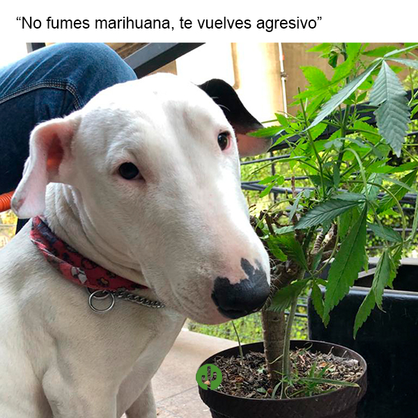 marihuana jardin