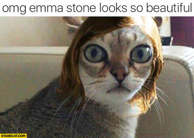 emma stone cat meme