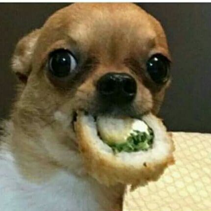 dog sushi meme