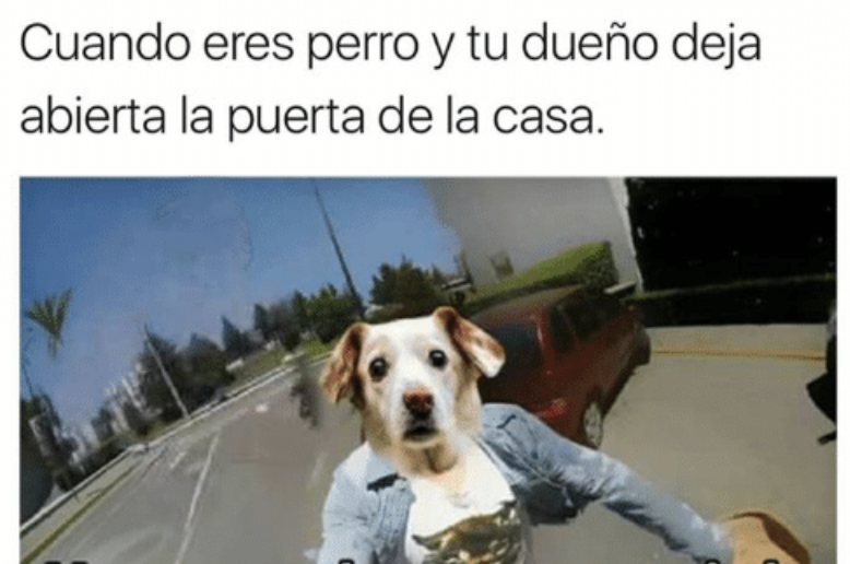 perro meme puerta abierta